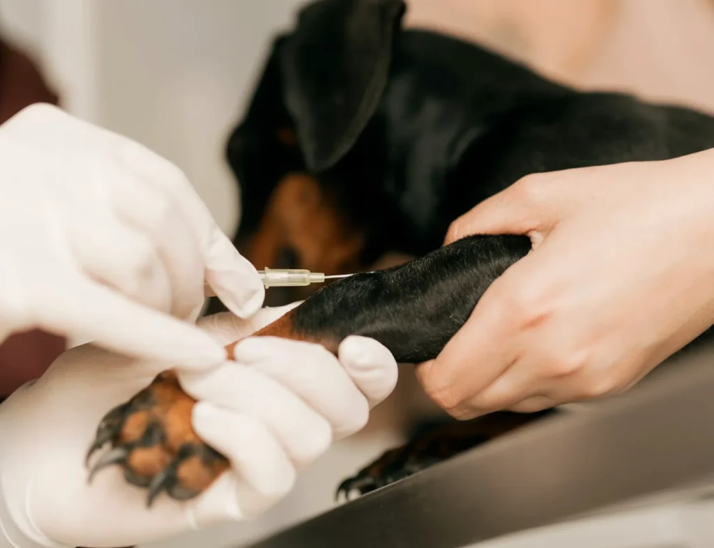 Guía Completa de Vacunas para Perros: Cuáles son y Contra qué Protegen